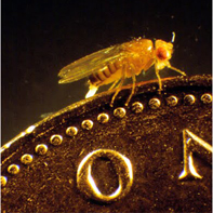 Fly on coin. Photo: Julian Dow
